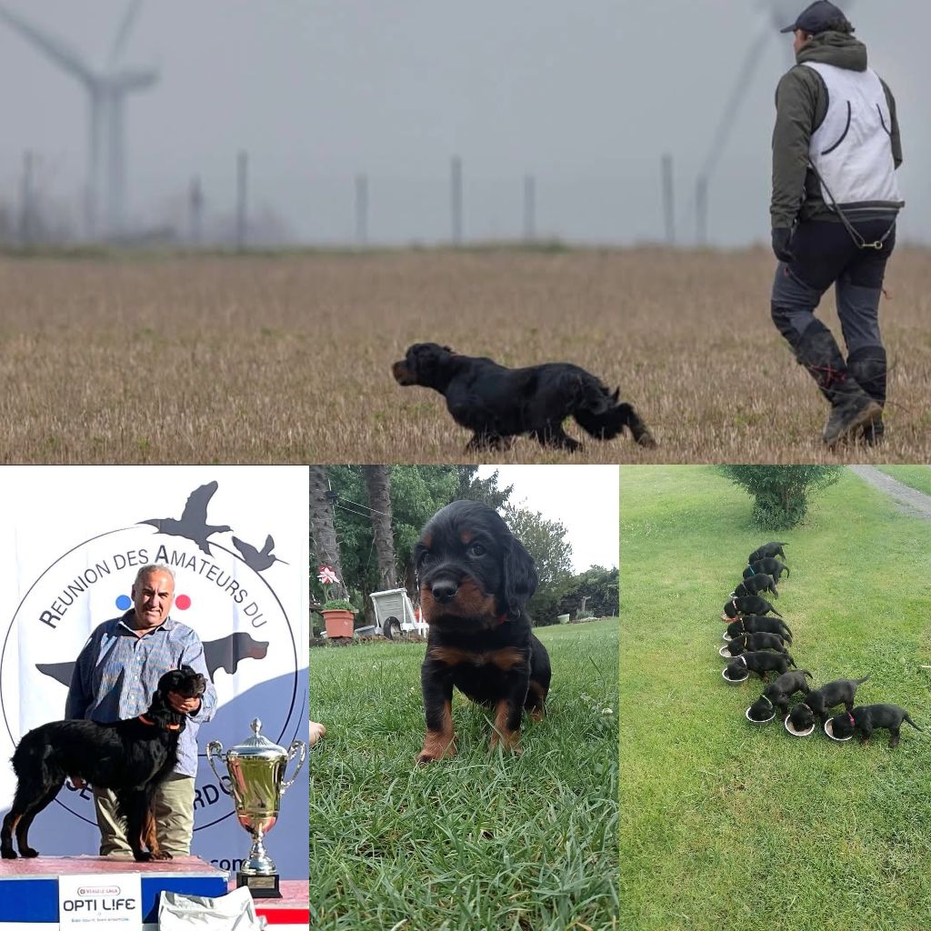 Chiots de negue et de rigoletto
