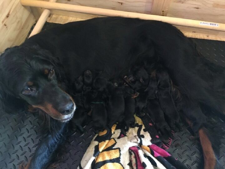 Chiots de Hatyla et Harsouille