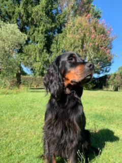 Les chiots de Negue