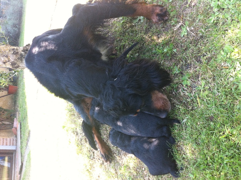 Les chiots callune et drakkar