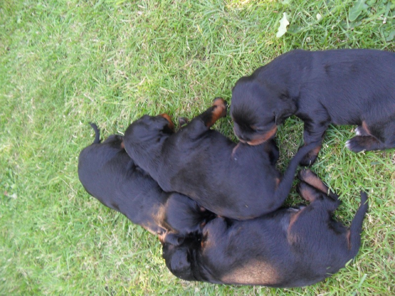Les Chiots